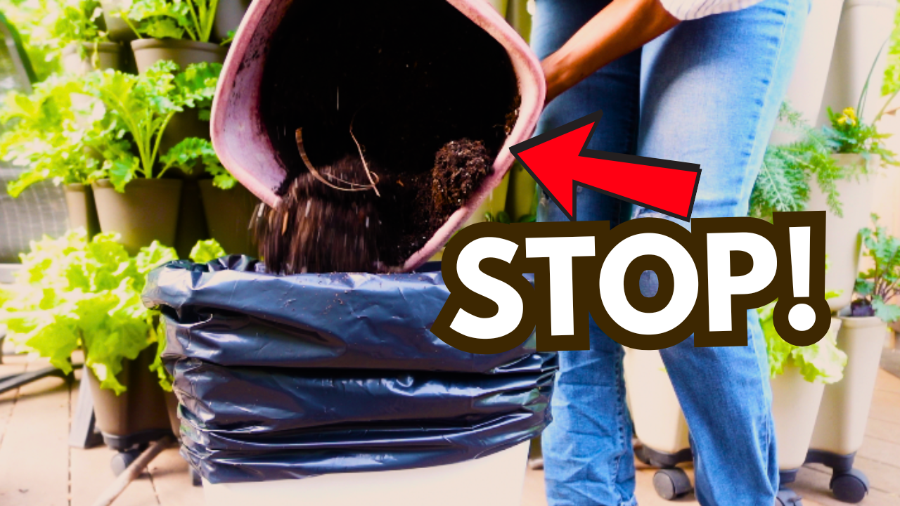 What to Do With Old Potting Soil (and How to Fix it in 5 Minutes)